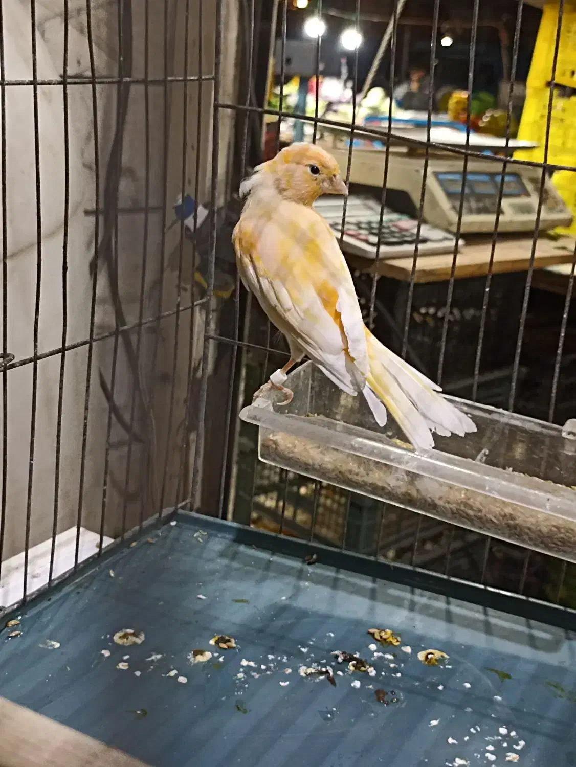 دوعددقناری نر یک دونه سره قناری نر|پرنده|اسلامشهر, صادقیه|دیوار