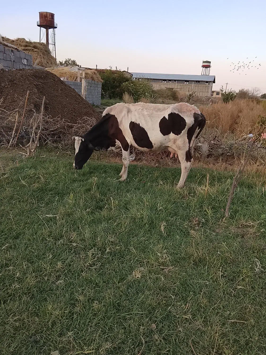 گاو هلشتیان|حیوانات مزرعه|انزل, |دیوار