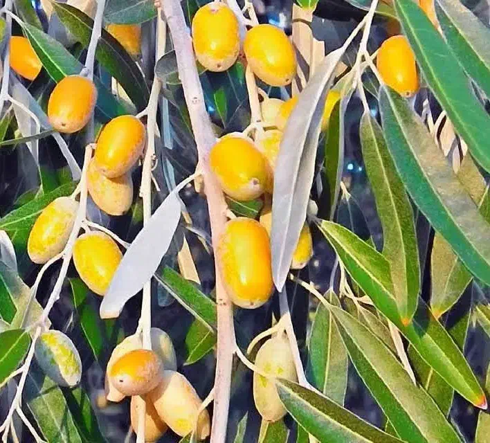 ارائه نهال سنجد قزل پربار و مقاوم|خدمات باغبانی و درختکاری|ارطه, |دیوار