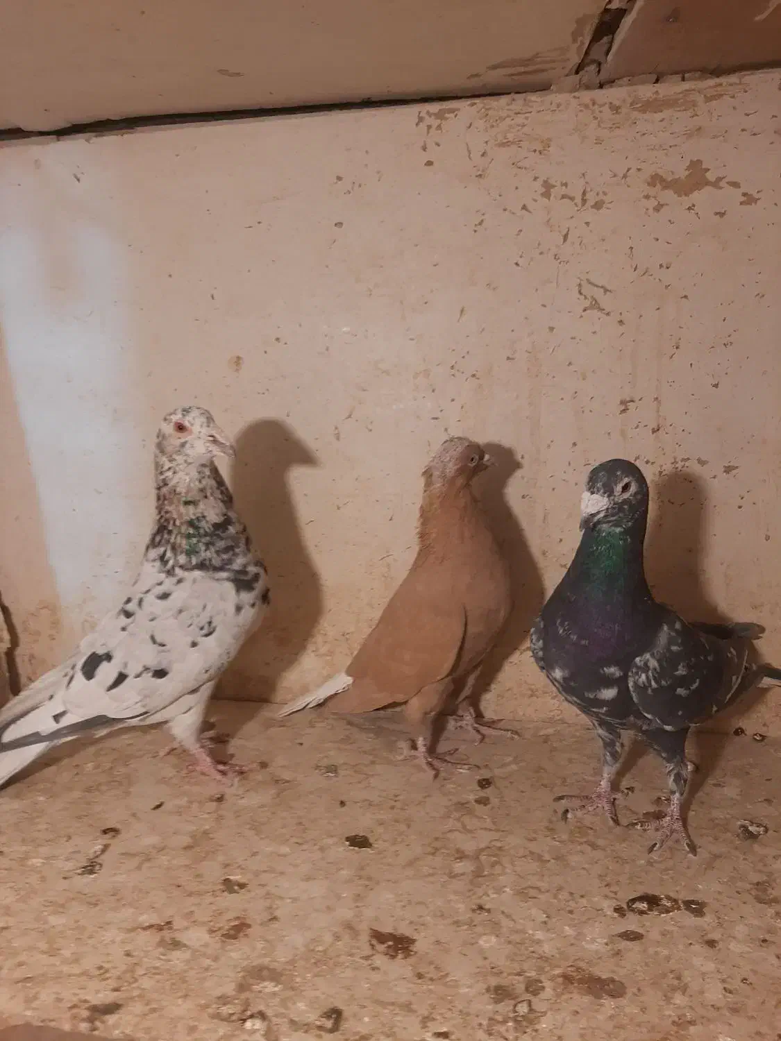 کبوتر رنگی|پرنده|تهران, شارق|دیوار