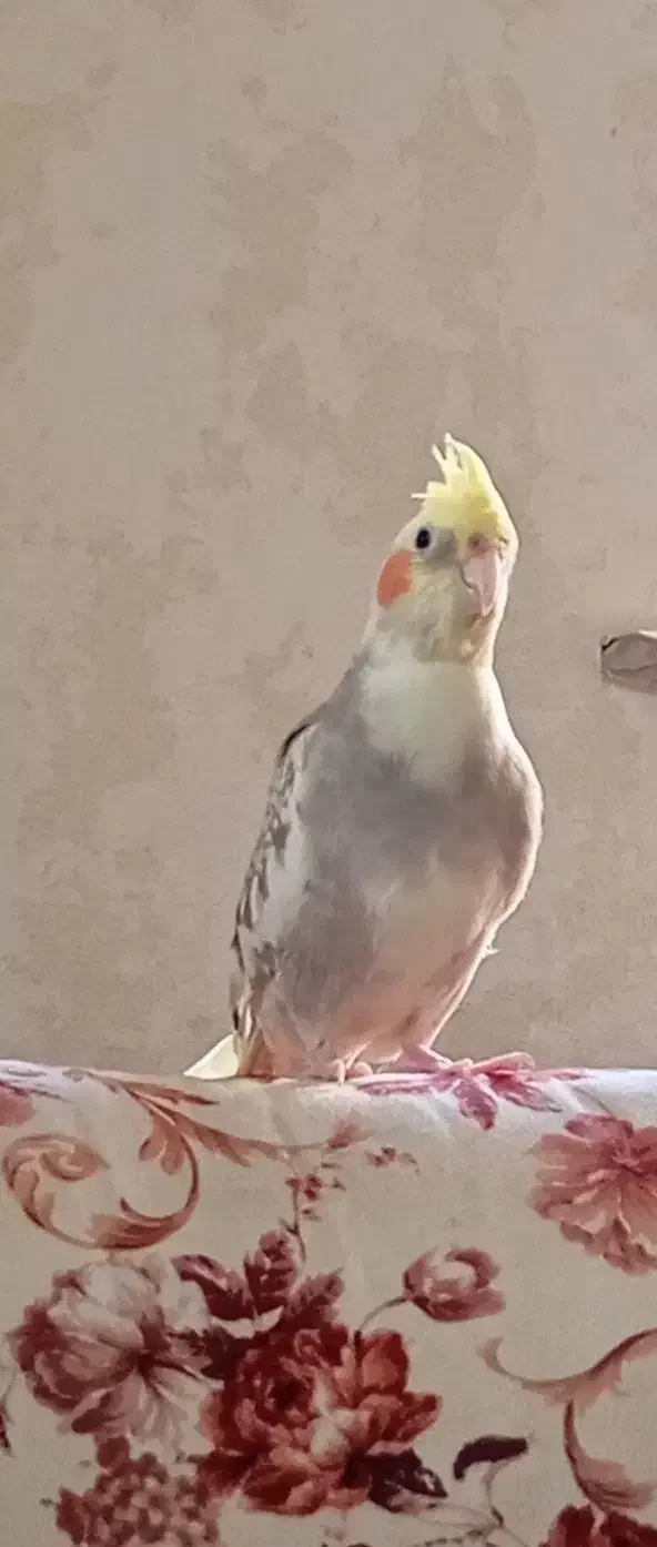 طوطی برزیلی وعروس|پرنده|سنگر, |دیوار