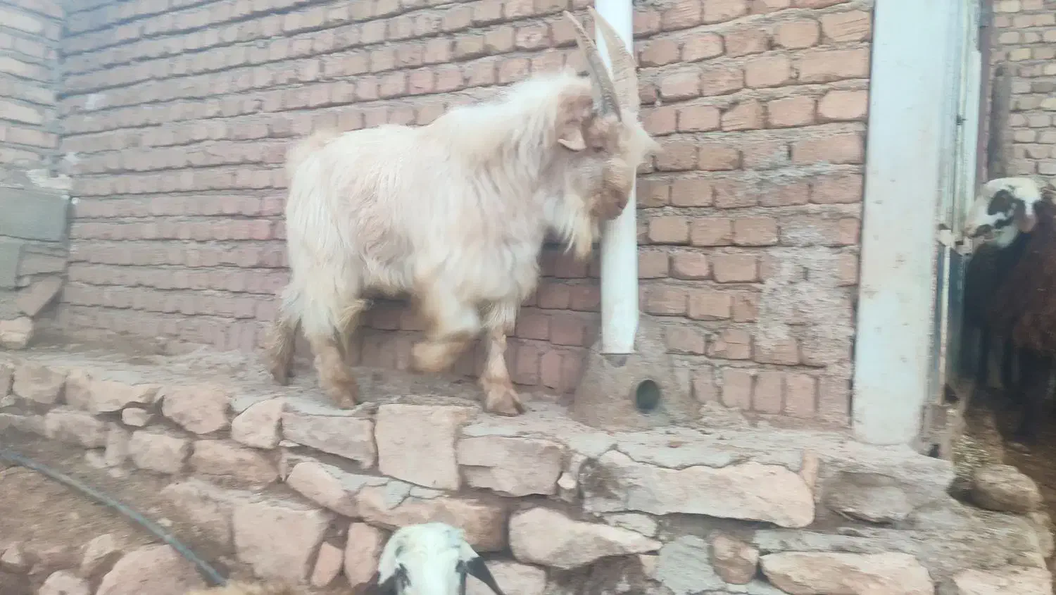 نربز|حیوانات مزرعه|پاپی, |دیوار