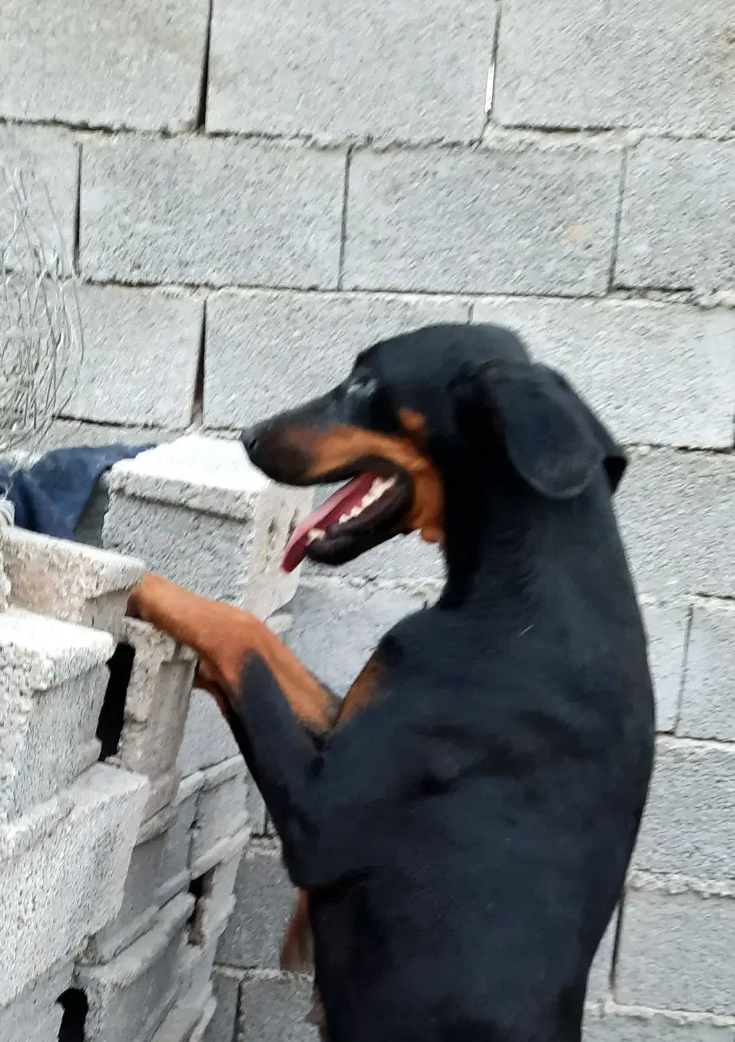 سگ دوبرمن|سگ|بوشهر, |دیوار