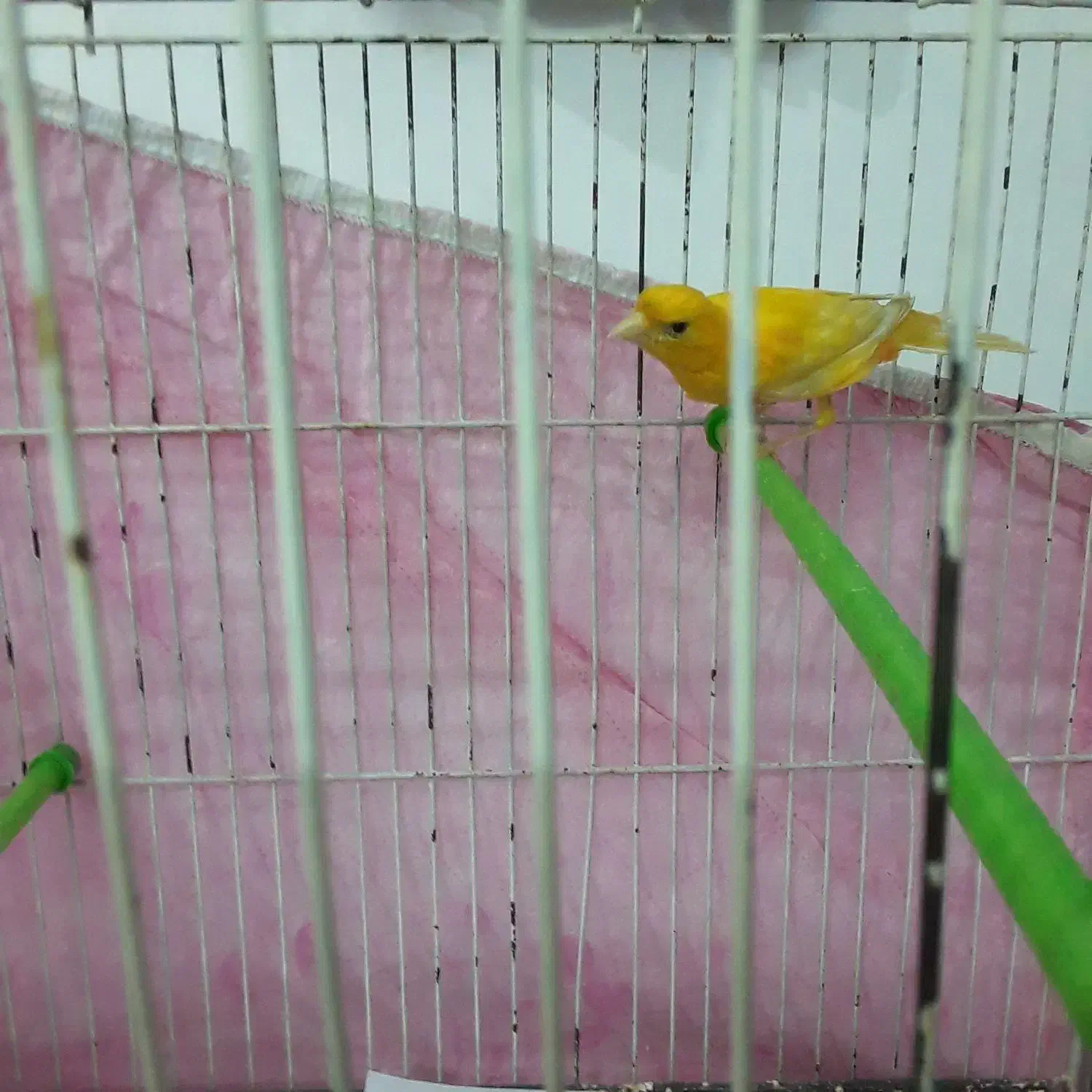 قناری|پرنده|اردبیل, |دیوار