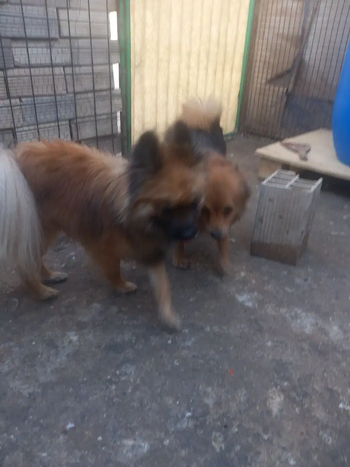 گمشده،مژدگانی خوبی میدم|حیوانات|محمدشهر, محمدشهر|دیوار