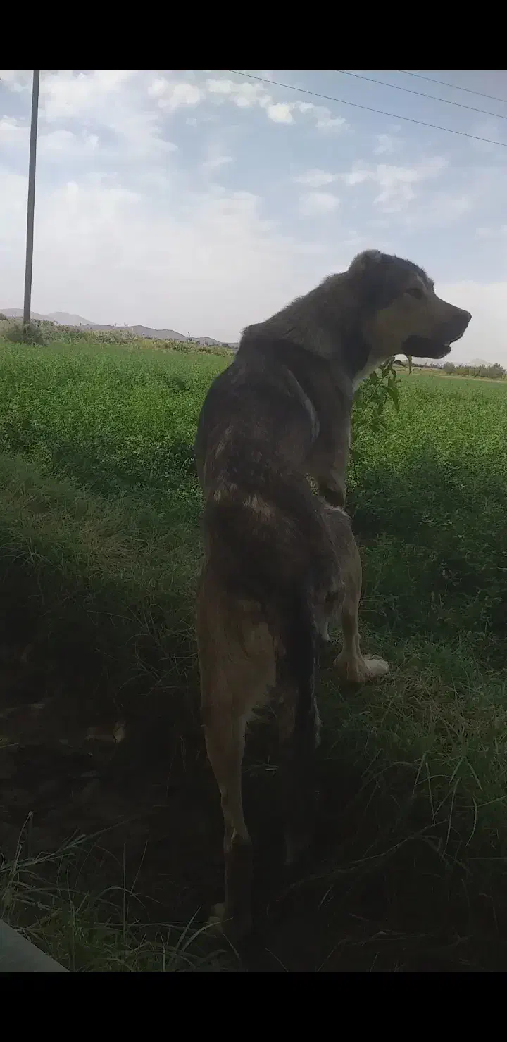 سگ‌گمشده|حیوانات|میاندوآب, |دیوار