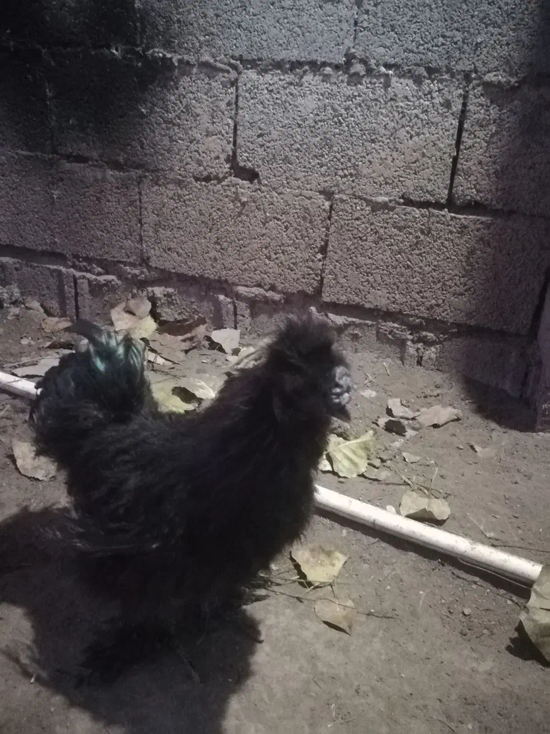 ابریشمی کوپال مولد|حیوانات مزرعه|آستانه اشرفیه, |دیوار