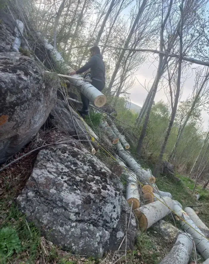 خریدار چوب های باغی|خدمات باغبانی و درختکاری|لردگان, |دیوار