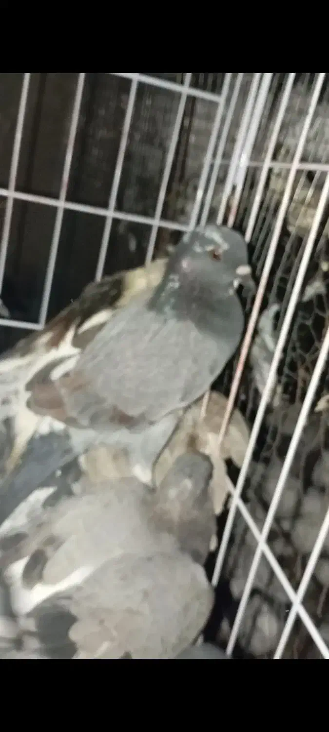 کبوتر چاهی گوشتی|پرنده|دره شهر, |دیوار