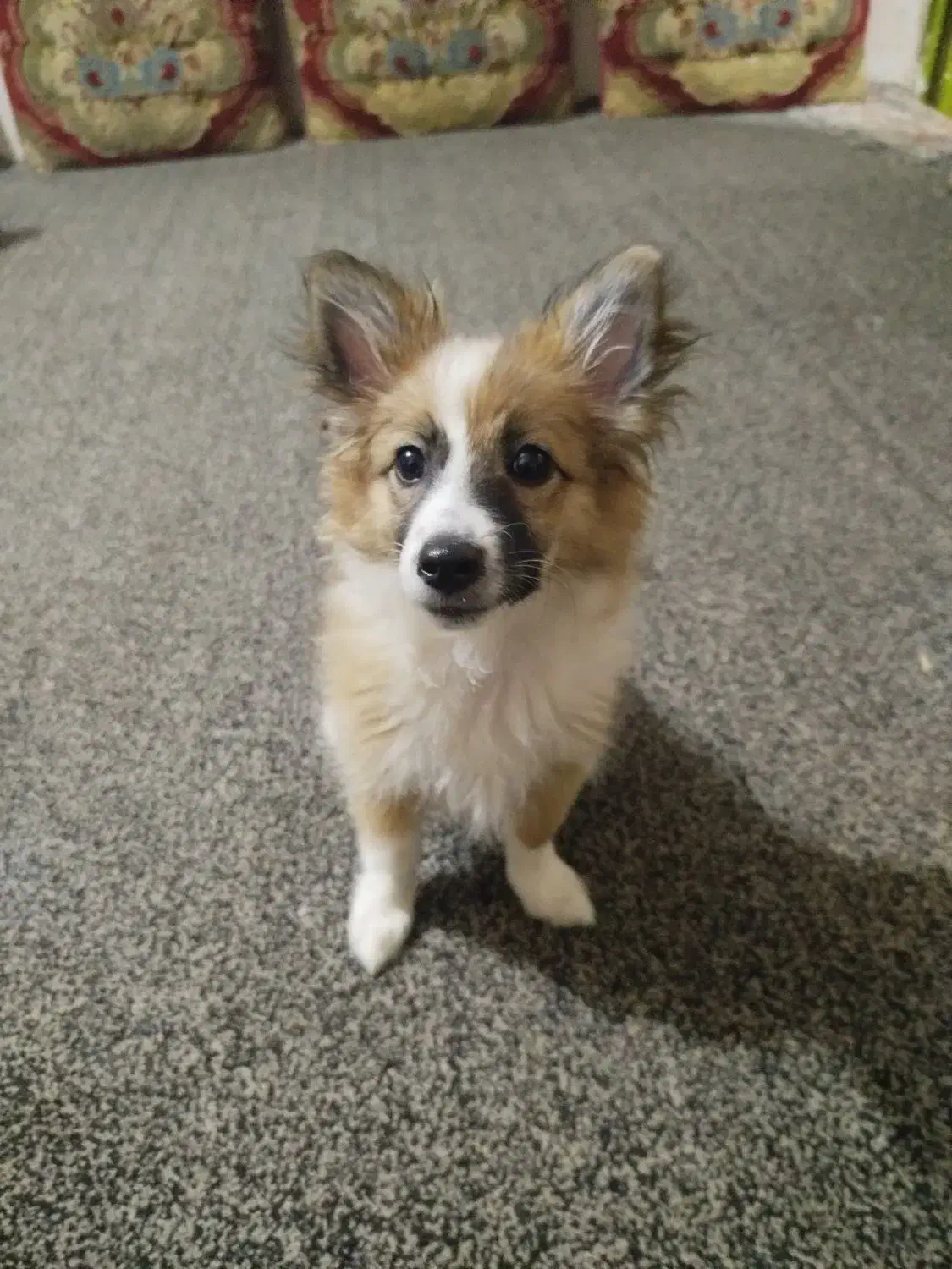 سگ پامرروباهی ب رنگ سفیدوکاراملی|سگ|برازجان, |دیوار