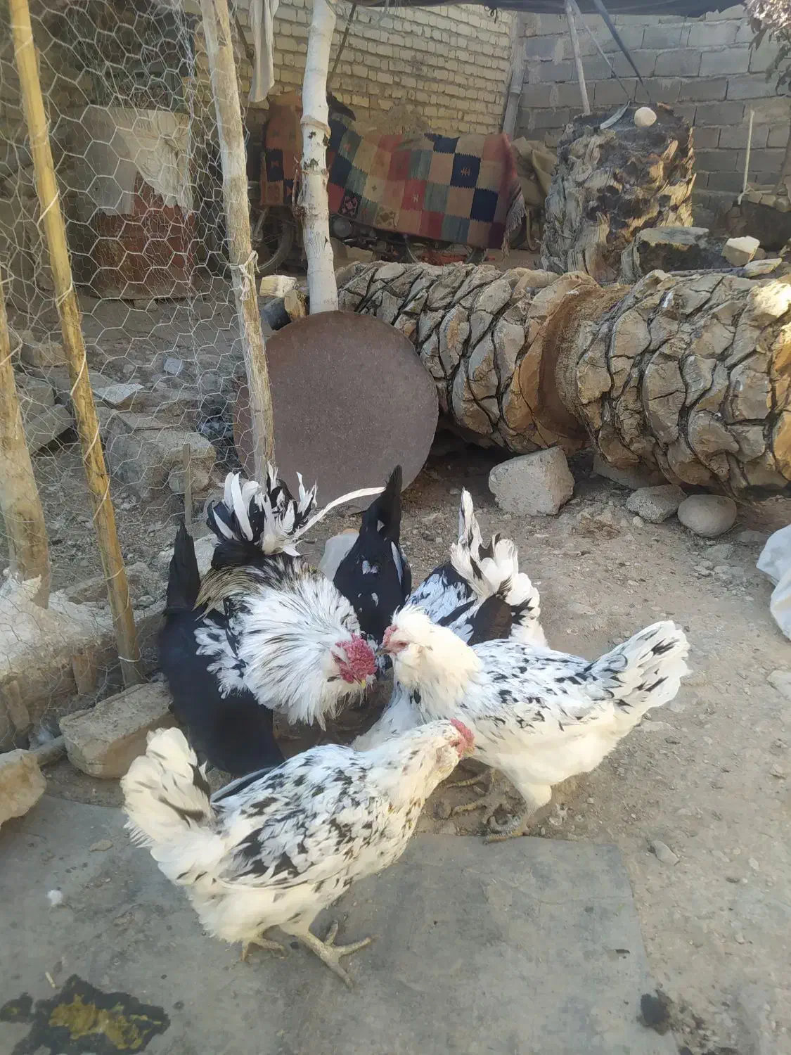 بوقلمون فیروزآباد|حیوانات مزرعه|فیروزآباد (فارس), |دیوار