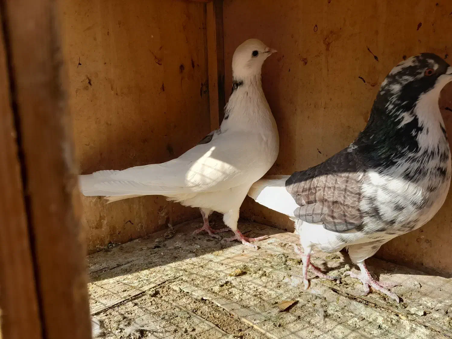 کبوتر معاوضه با سهره|پرنده|تهران, وحیدیه|دیوار