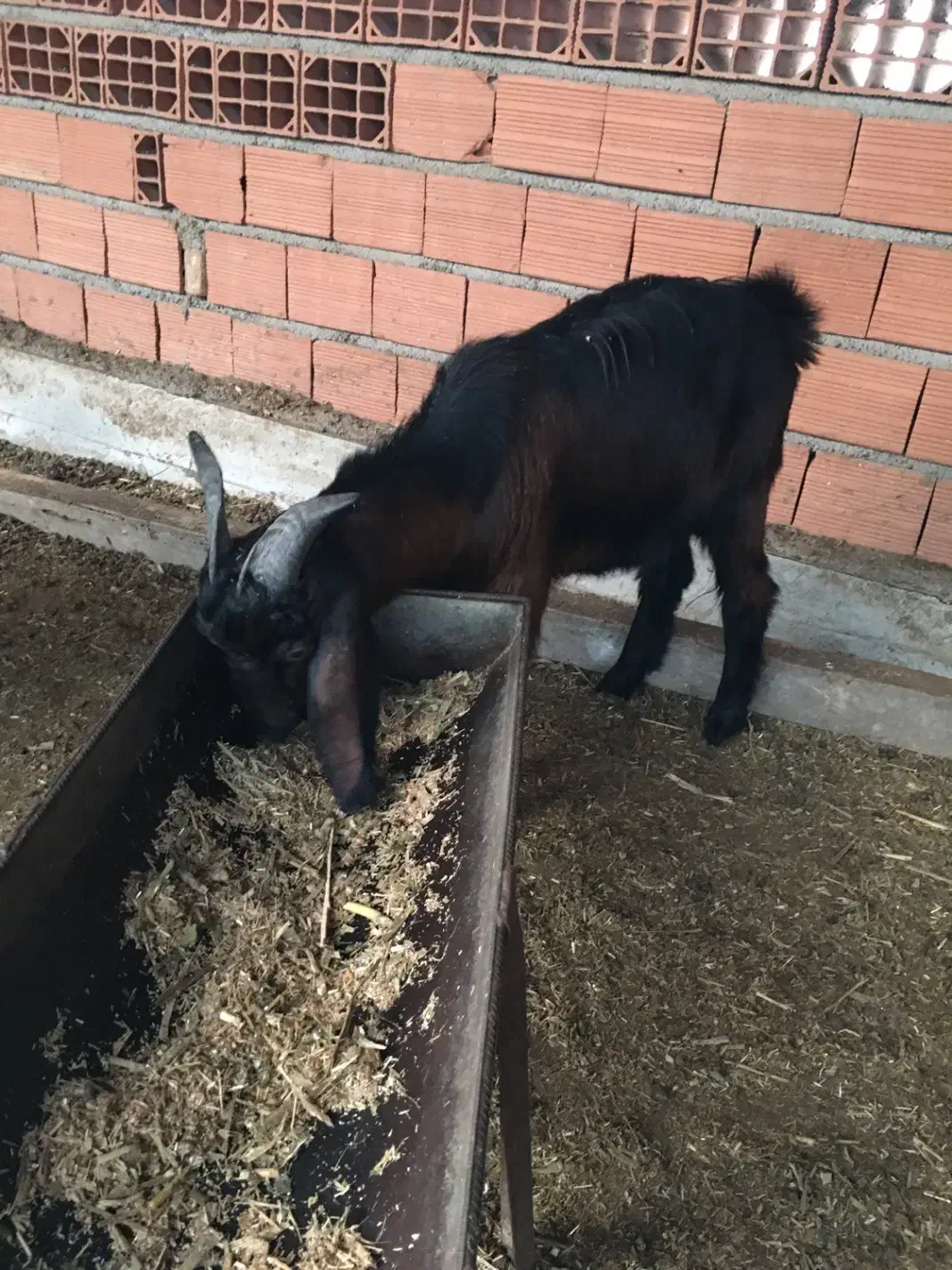 بز ماده و بزقاله نر|حیوانات مزرعه|سیمین شهر, |دیوار