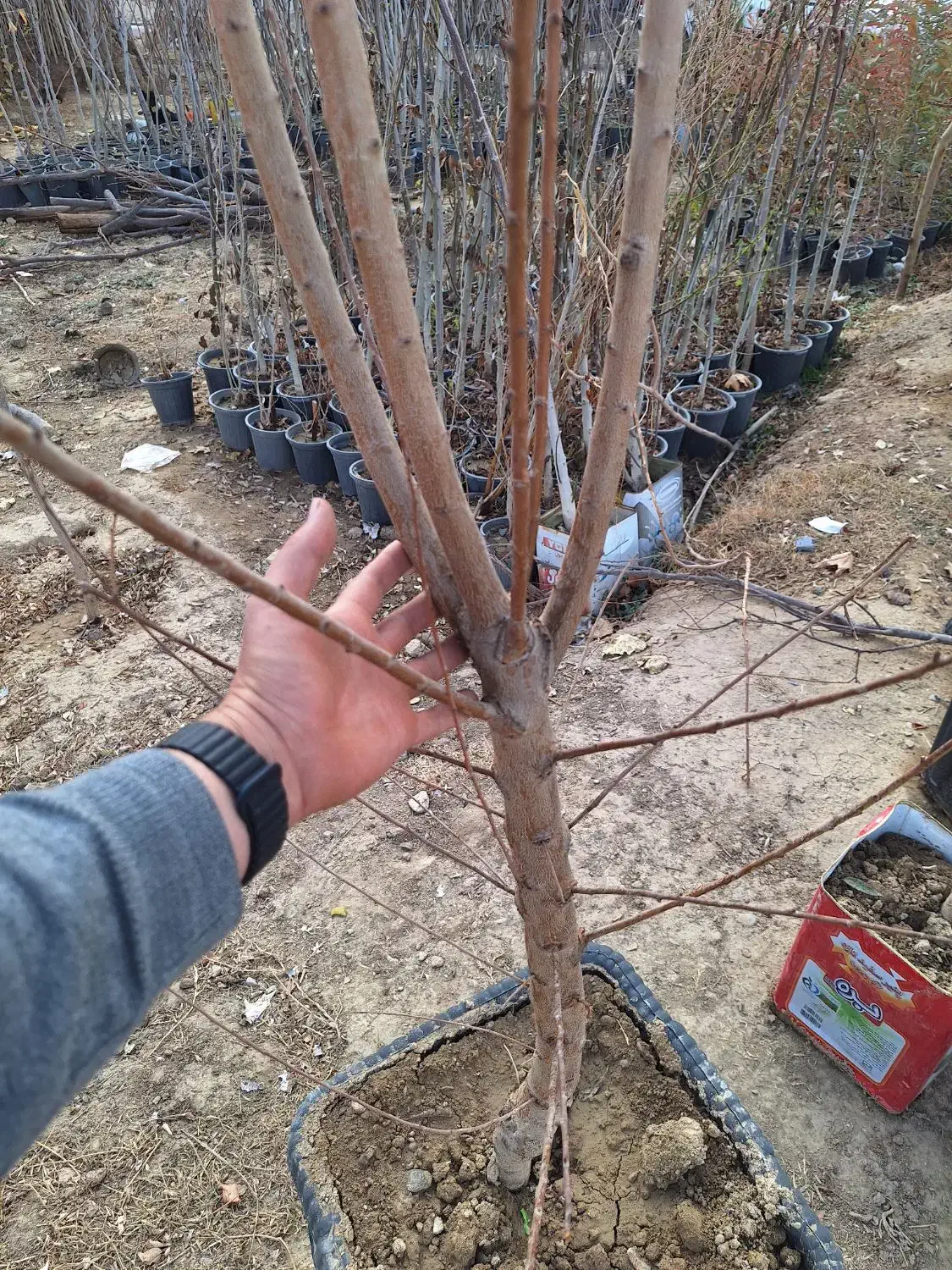 نهال بادام درشت تک و عمده موجود همراه با بادام|خدمات باغبانی و درختکاری|فلاورجان, |دیوار