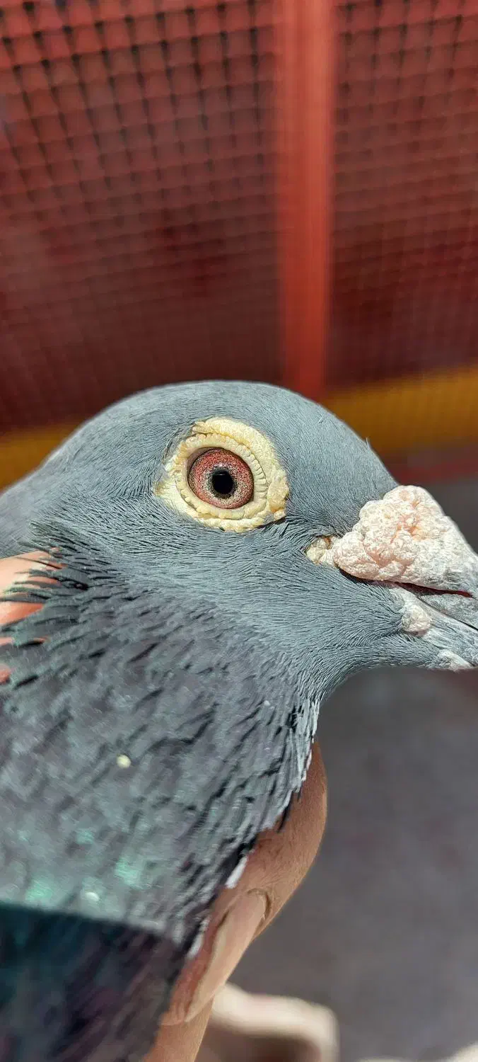 نر پلاکی|پرنده|اصفهان, دستگرده|دیوار