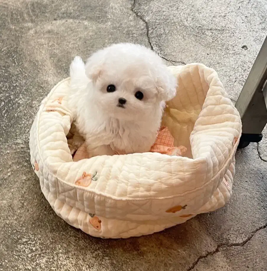 مالتیز کراس|سگ|تهران, جنت‌آباد مرکزی|دیوار