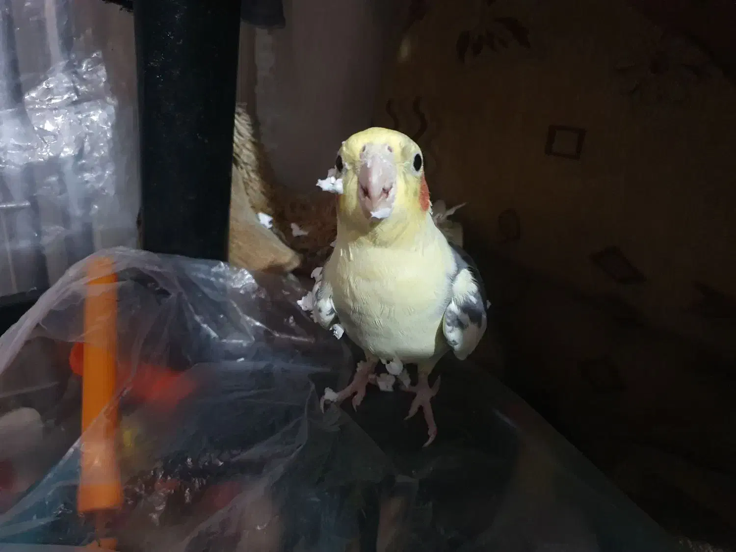 عروس هلندی گمشده|پرنده|اهواز, کیانشهر|دیوار