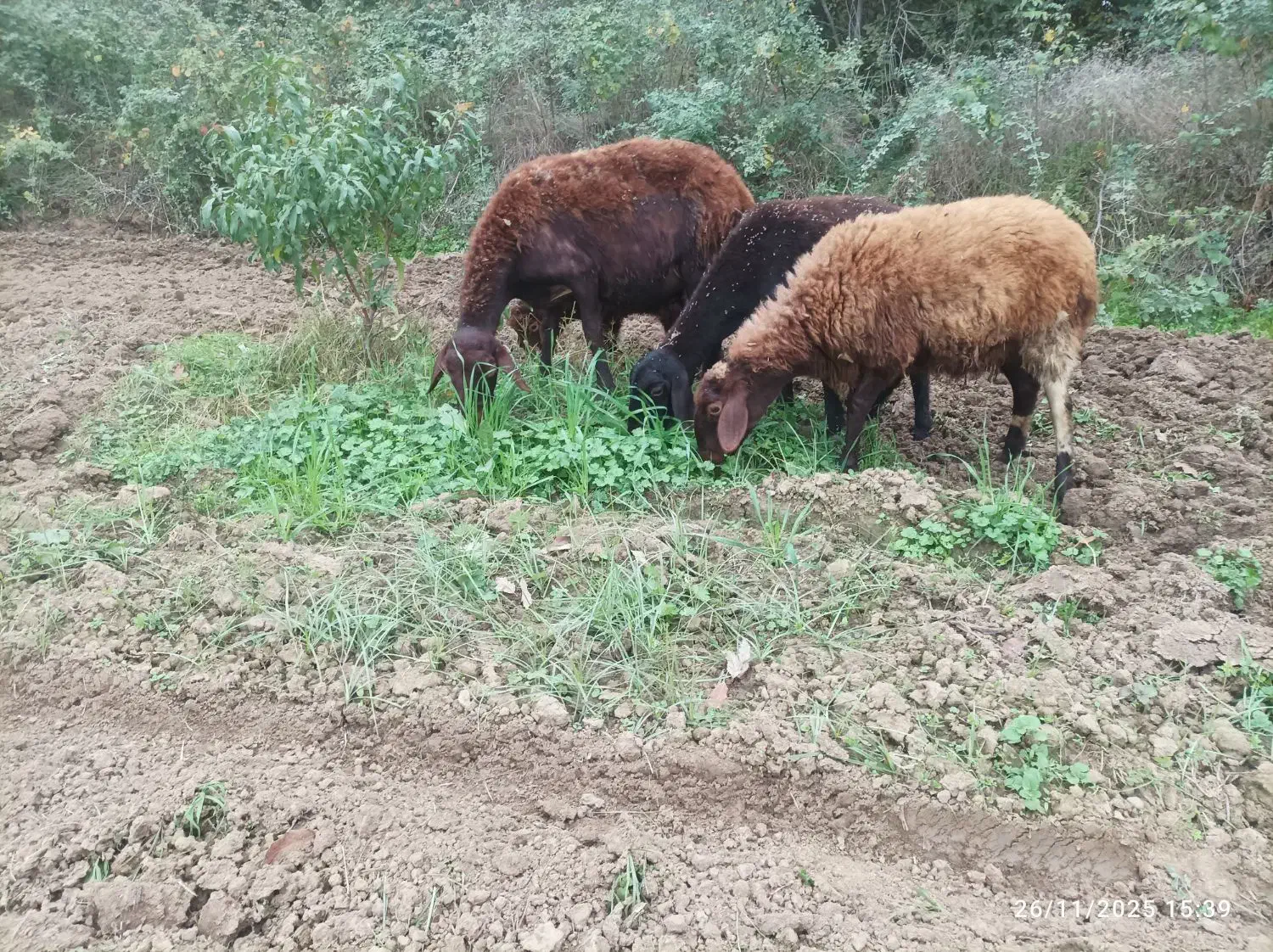 گوسفند|حیوانات مزرعه|دلند, |دیوار