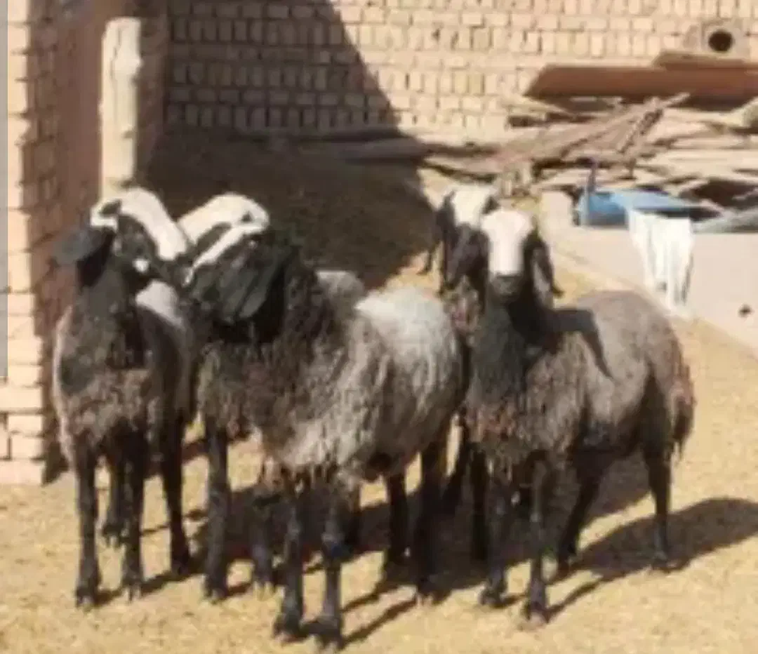 فروش|حیوانات مزرعه|زارچ, |دیوار