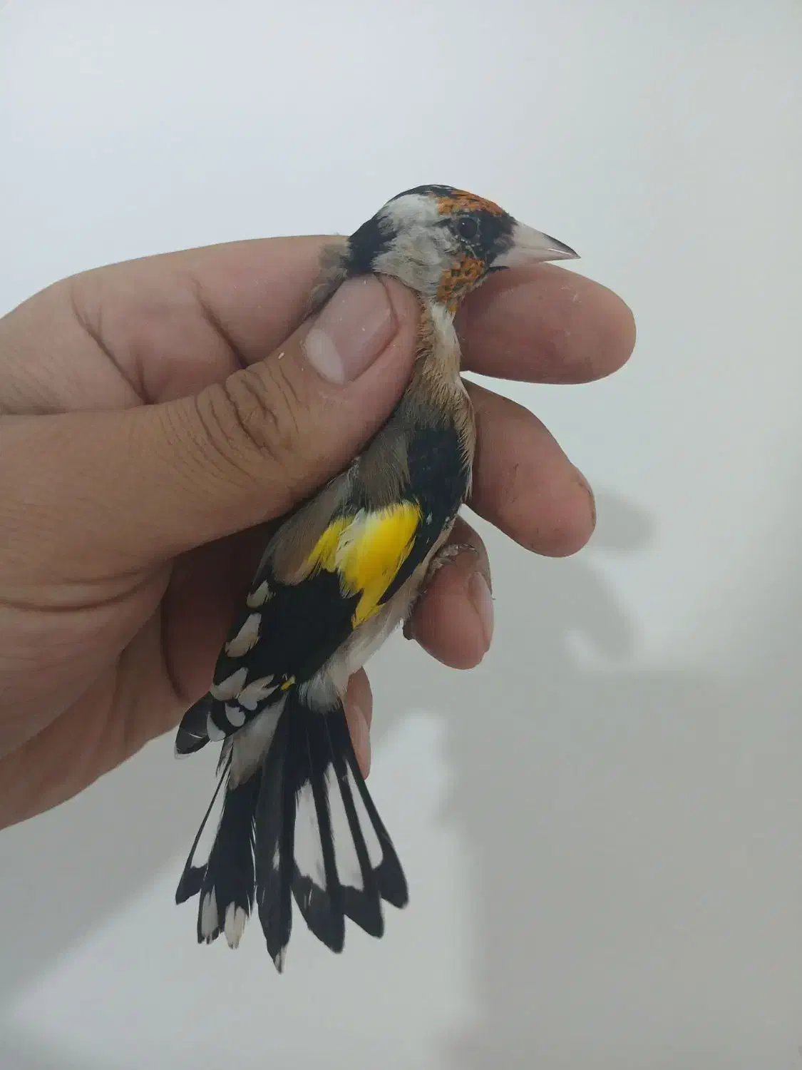 فروش سهره|پرنده|فردیس, قریشی|دیوار