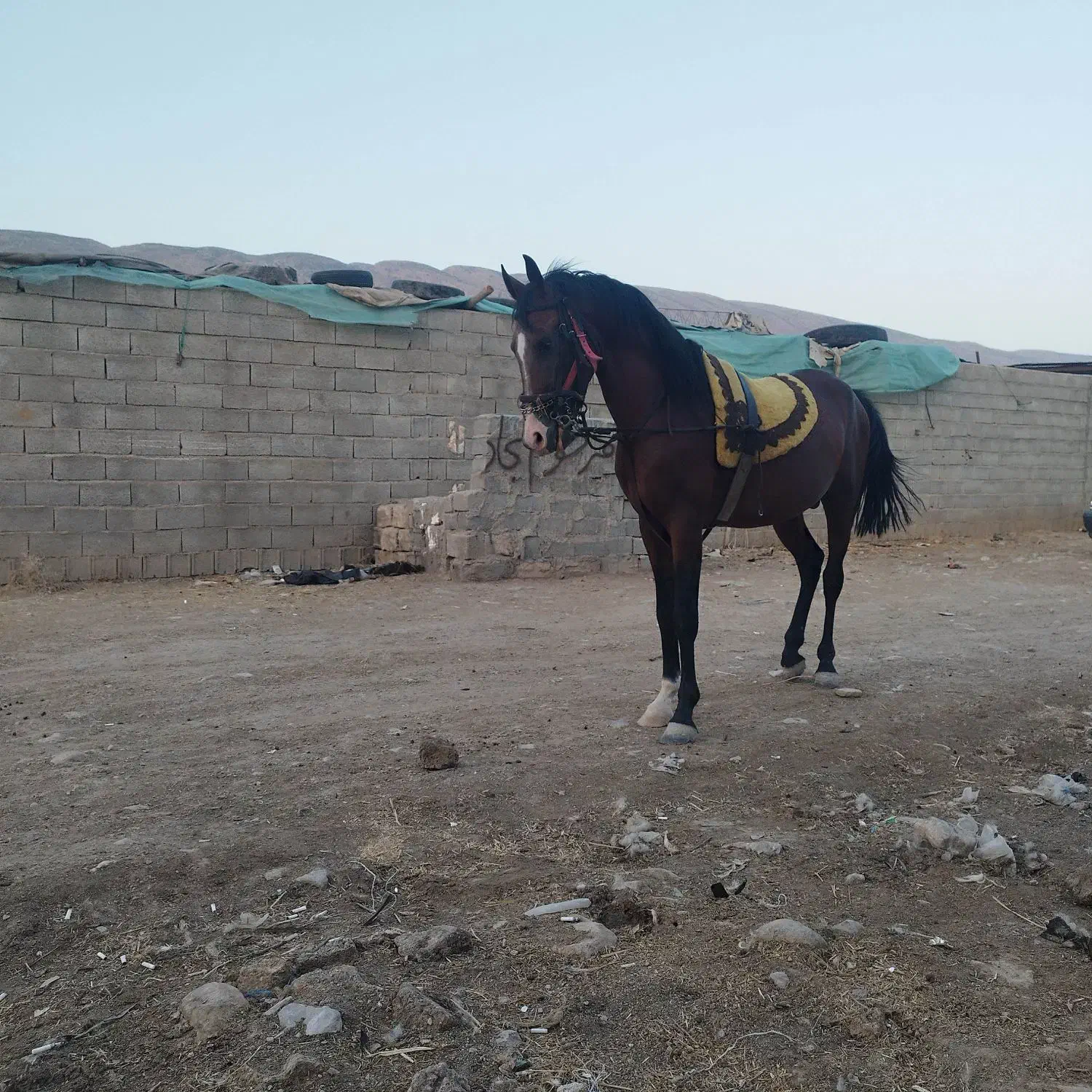اسب نریان دره شورکره تاج معاوظه بامادیان ترکی|اسب و تجهیزات اسبسواری|شیراز, ابیوردی|دیوار