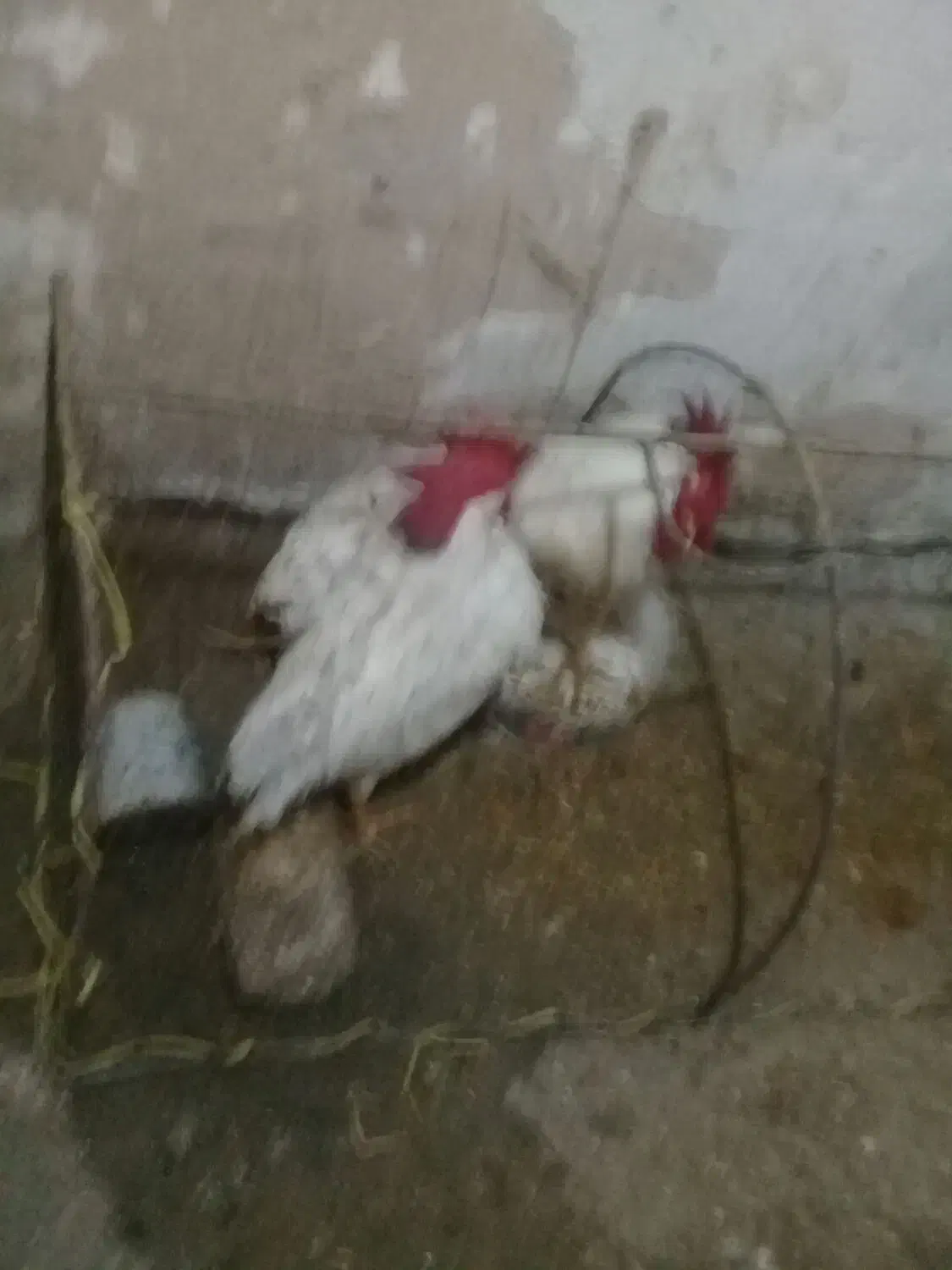 خروس سفید سالم و سرحال|حیوانات مزرعه|بجنورد, |دیوار