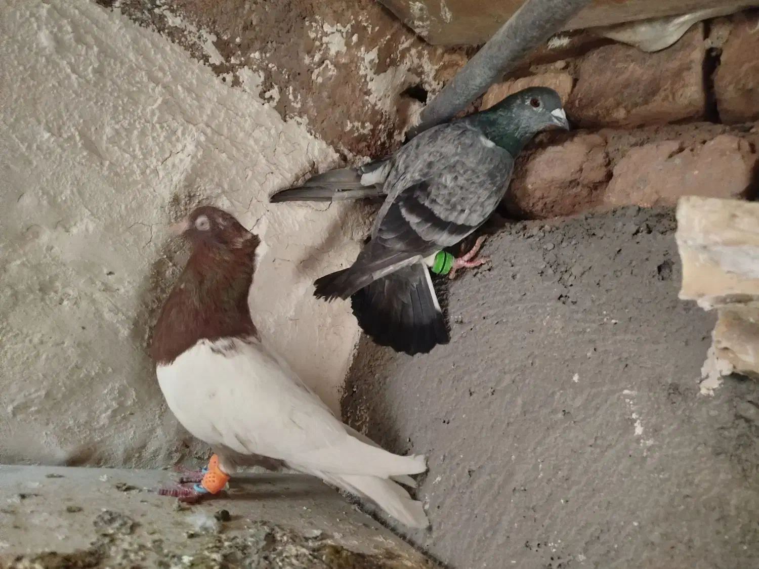 کفتر|پرنده|نصر آباد, |دیوار