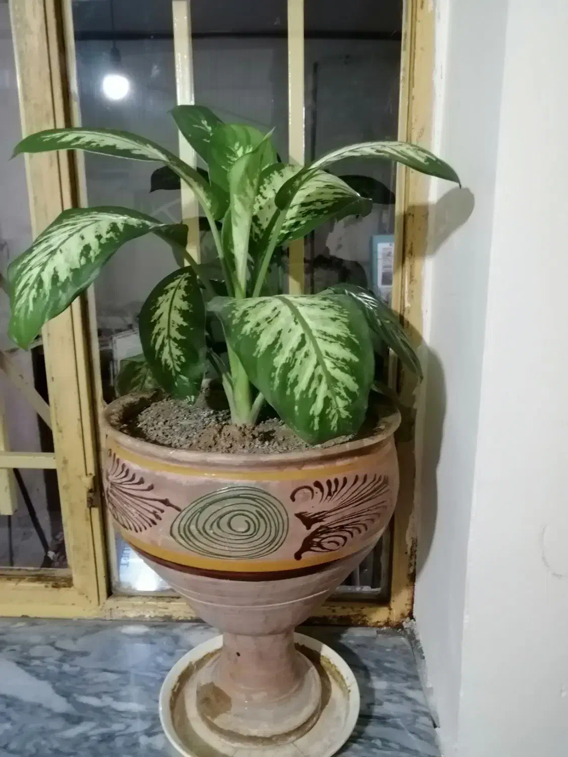 گل دیفن|گل و گیاه طبیعی|سنندج, |دیوار