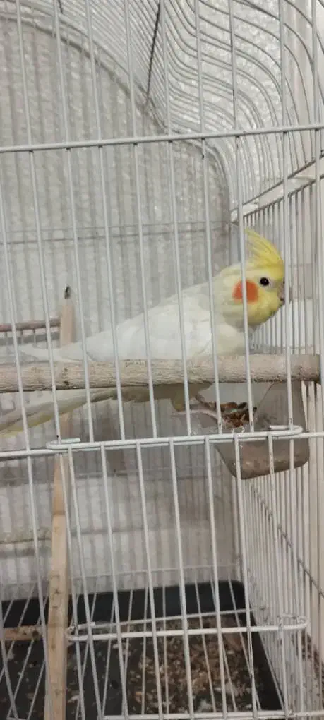 عروس هلندی ماده|پرنده|شاهین‌شهر, نبوت|دیوار