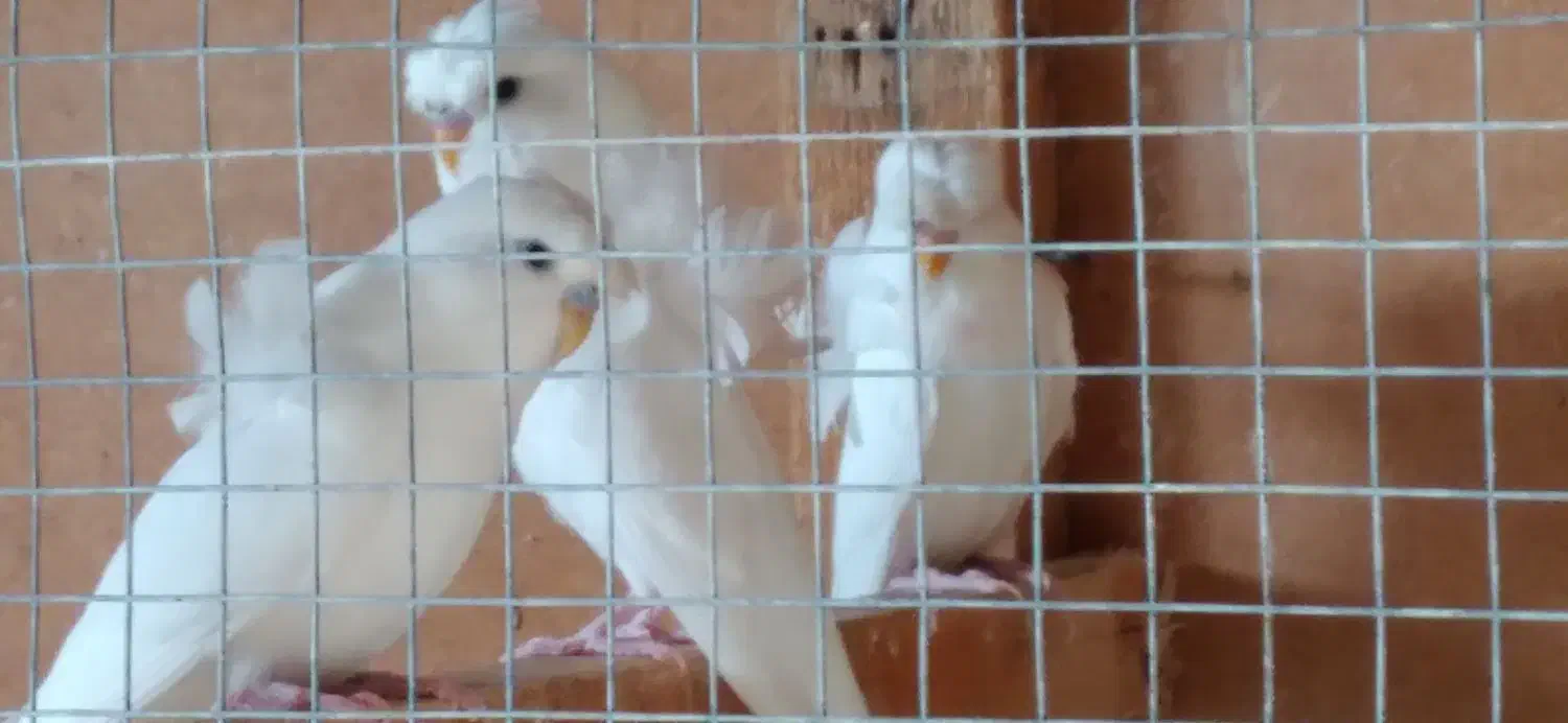 فنچ مصری شکلاتی ومرغ عشق پروانه ای|پرنده|اسیر, |دیوار