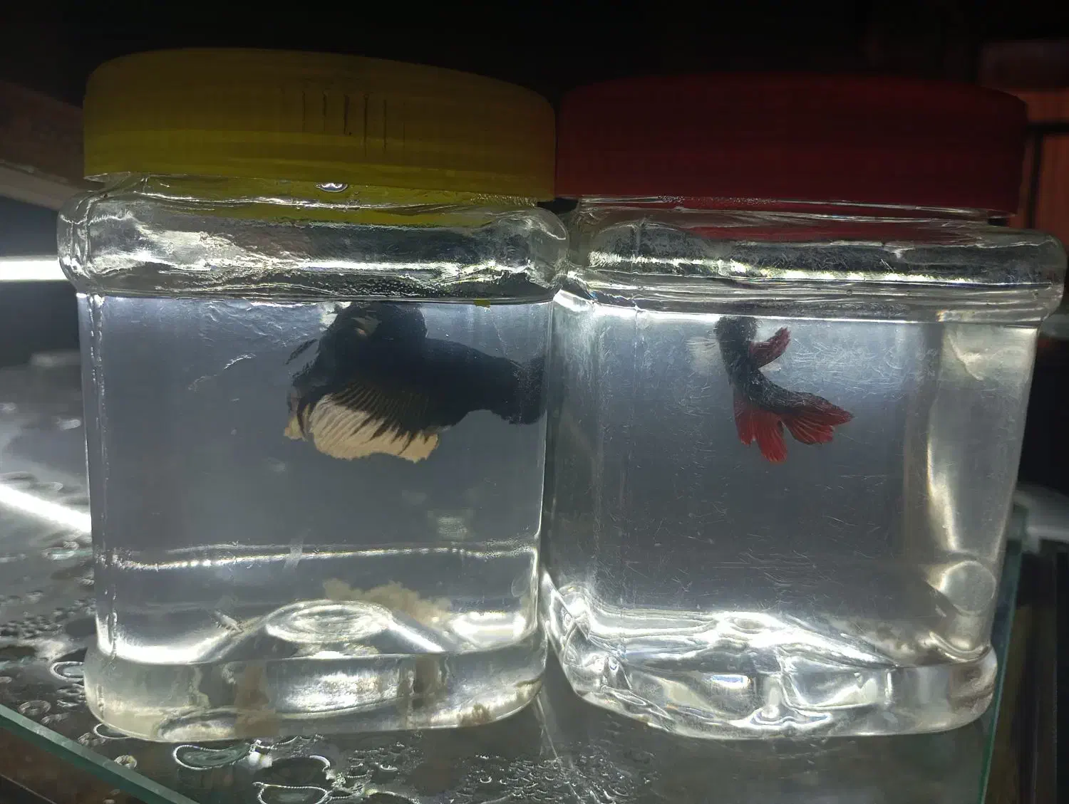 فایتر|ماهی|تهران, دولتخواه جنوبی|دیوار