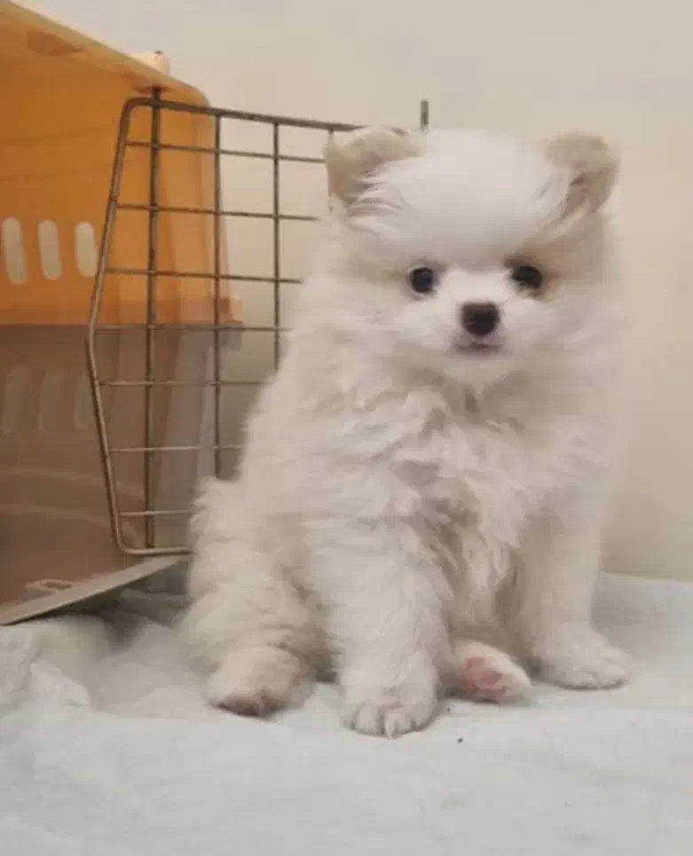 سگ پامر خرسی|سگ|تهران, گرگان|دیوار