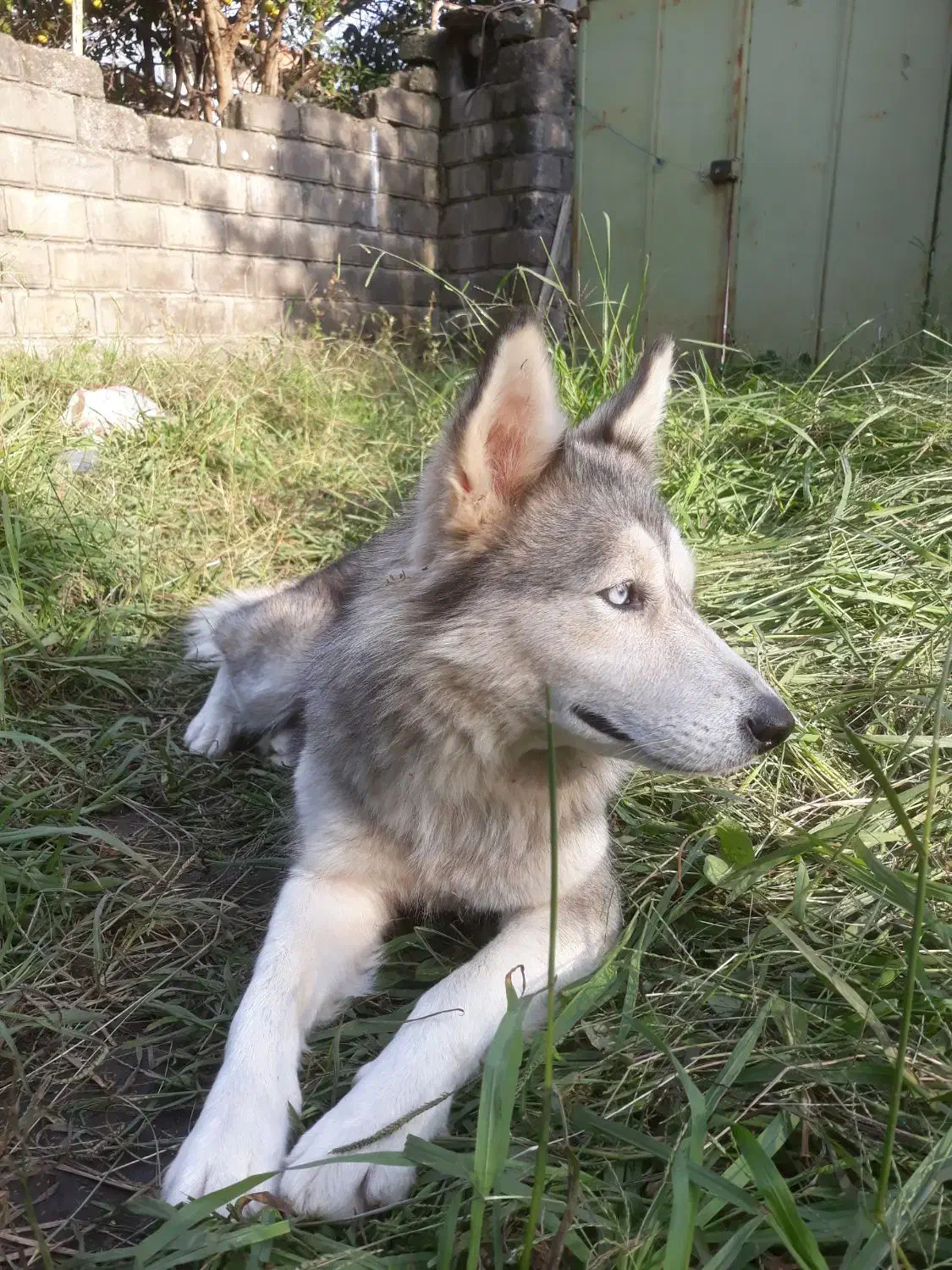 سگ هاسکی چشم دورنگ|سگ|املش, |دیوار