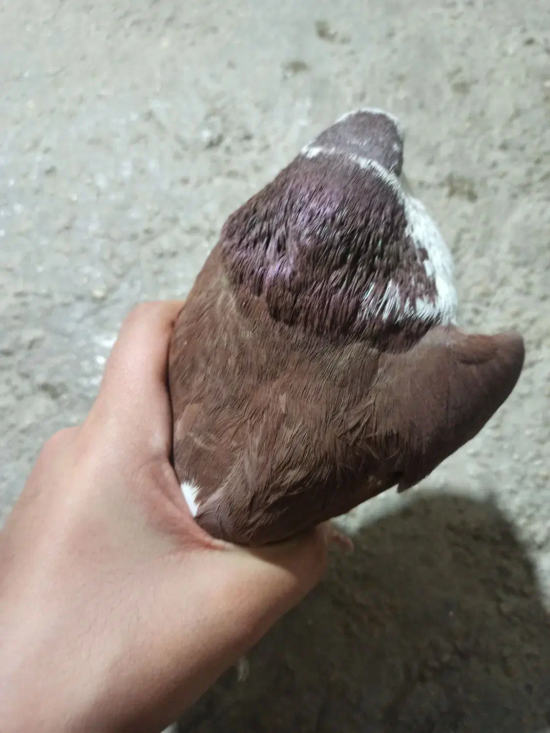 کبوتر خوشرنگ|پرنده|نورآباد ممسنی, |دیوار