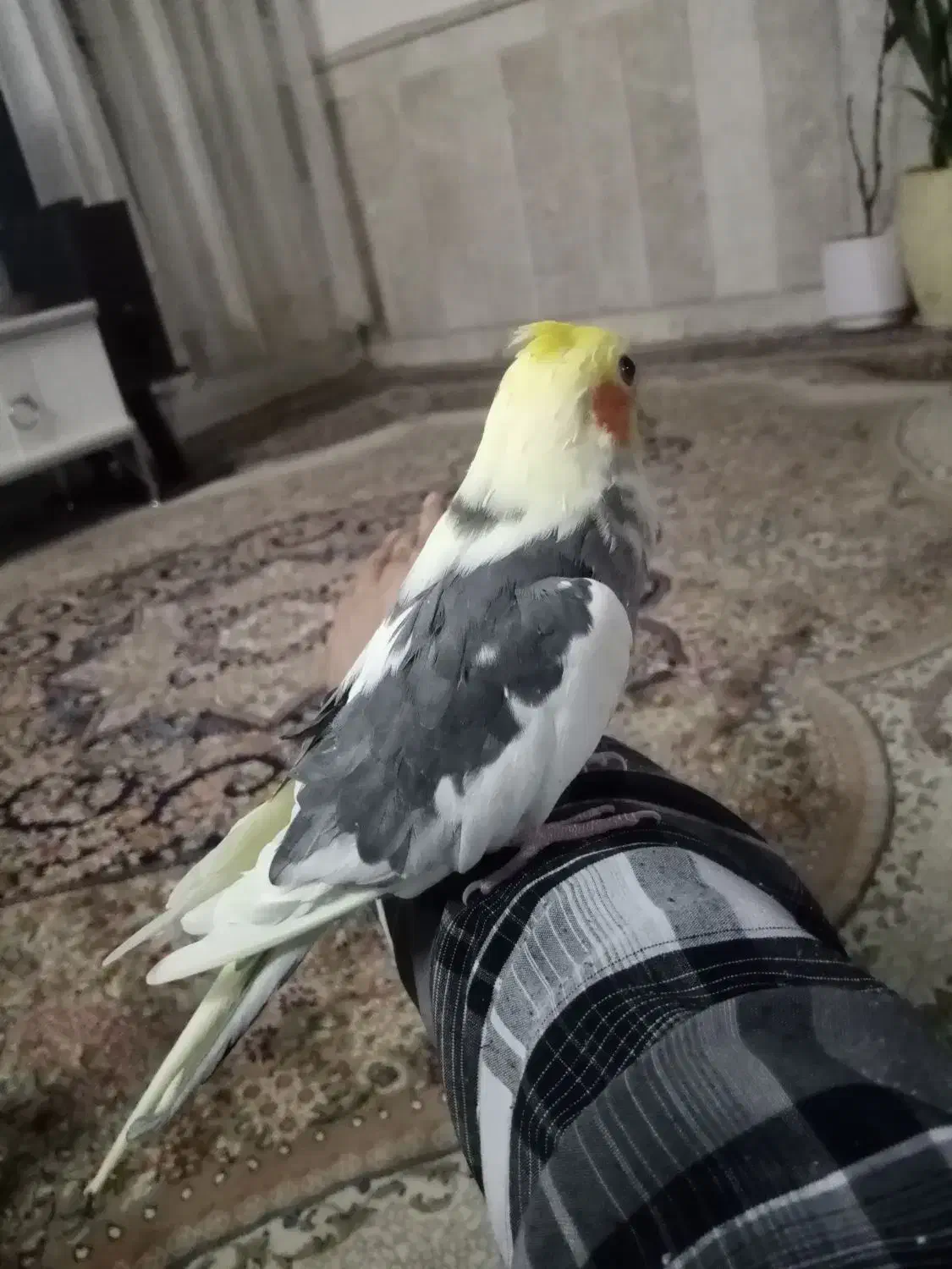 عروس هلندی سخن گو دستی|پرنده|نیشابور, شهرک قدس|دیوار