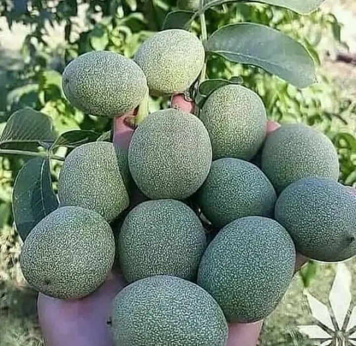 انواع گردو های خوشه ای|خدمات باغبانی و درختکاری|مشهد, پردیس|دیوار