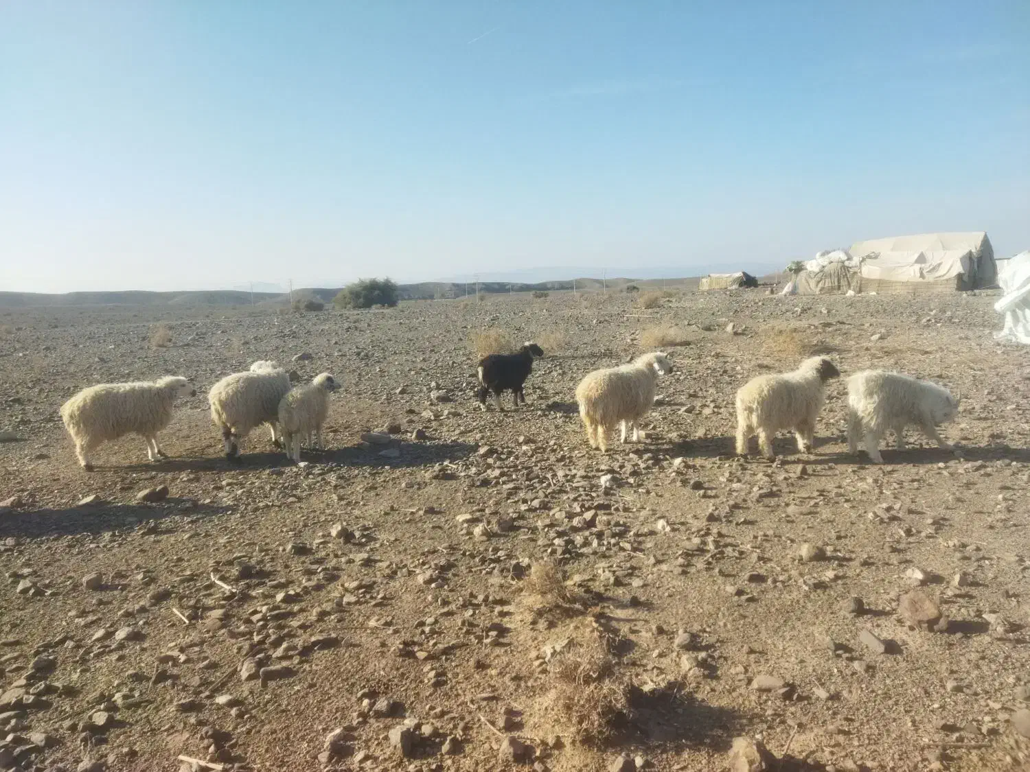 بره|حیوانات مزرعه|سیرجان, |دیوار