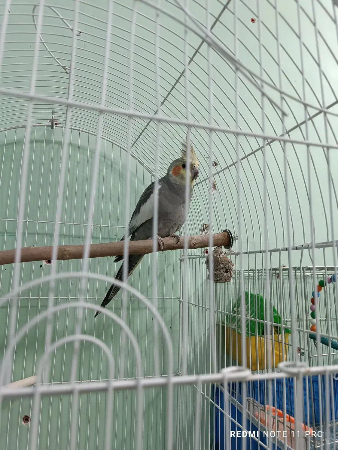 فروش یک جفت عروس هلندی مولد با 9 عدد جوجه|پرنده|ایذه, |دیوار