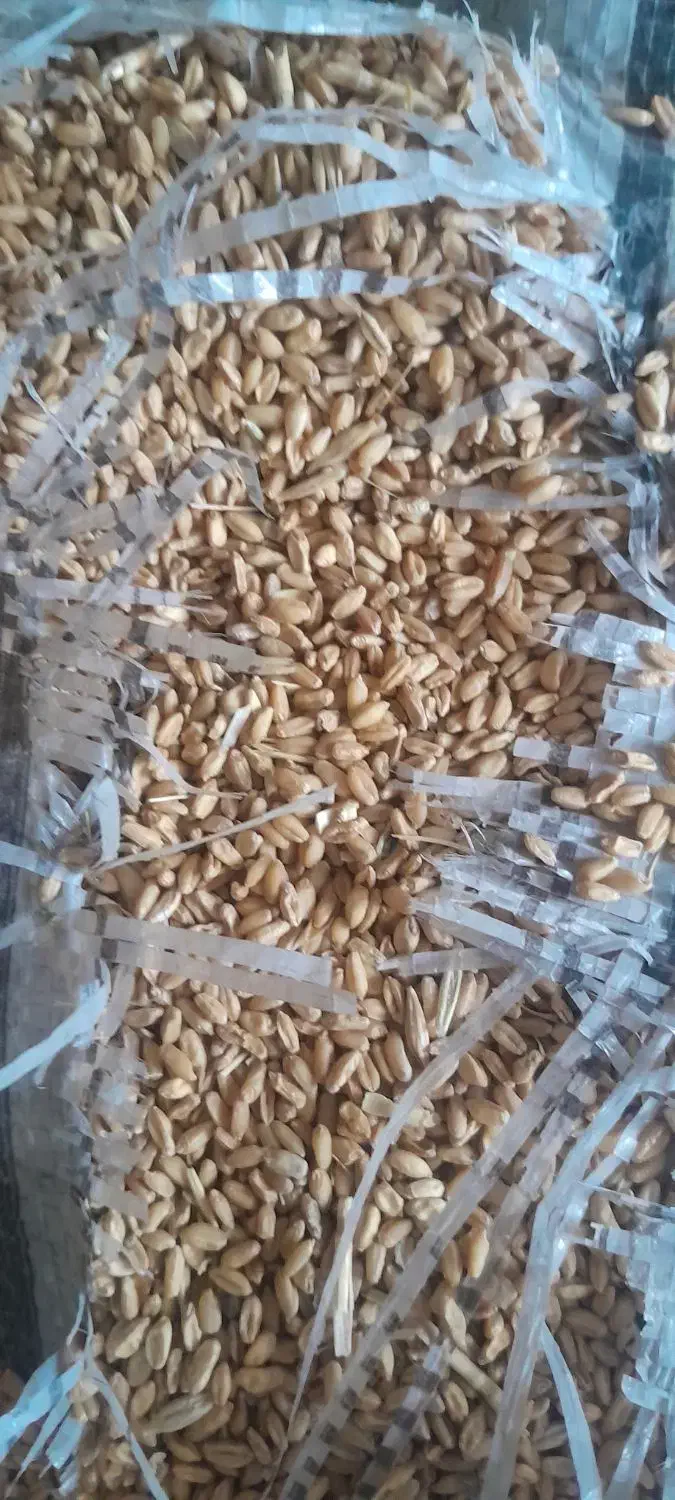 گندم برای دام|عمده‌فروشی|طرهان, |دیوار