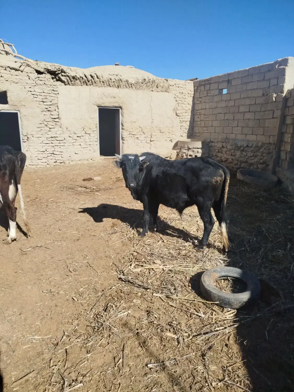 نرگاو|حیوانات مزرعه|گزیک, |دیوار