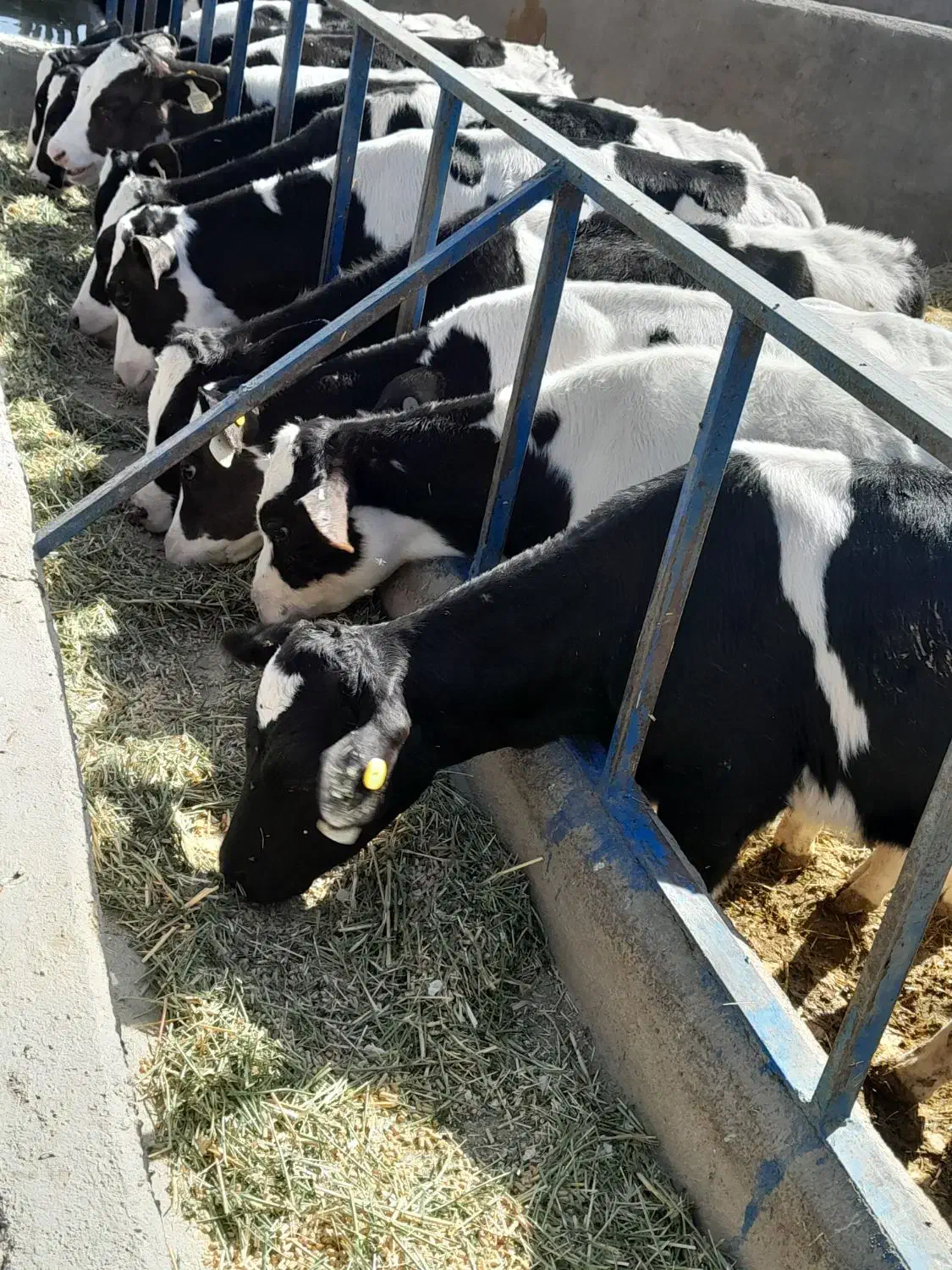 ۱۶راس گوساله صنعتی نر|حیوانات مزرعه|رامند, |دیوار