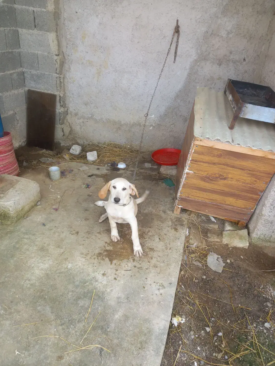 سگ شکاری|سگ|صومعه‌سرا, |دیوار