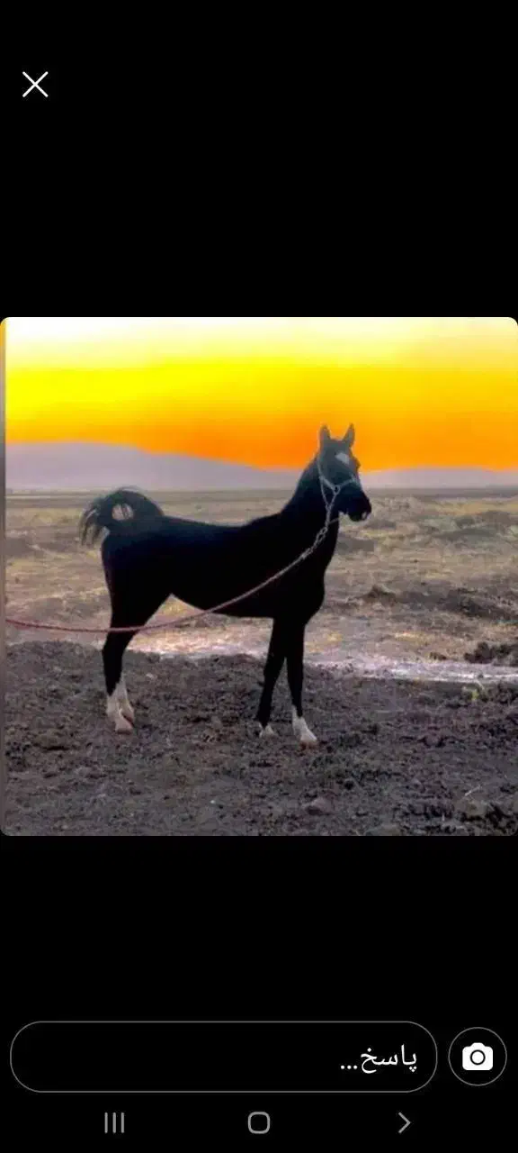 اسب کرد|اسب و تجهیزات اسب‌سواری|تهران, فرودگاه مهرآباد|دیوار