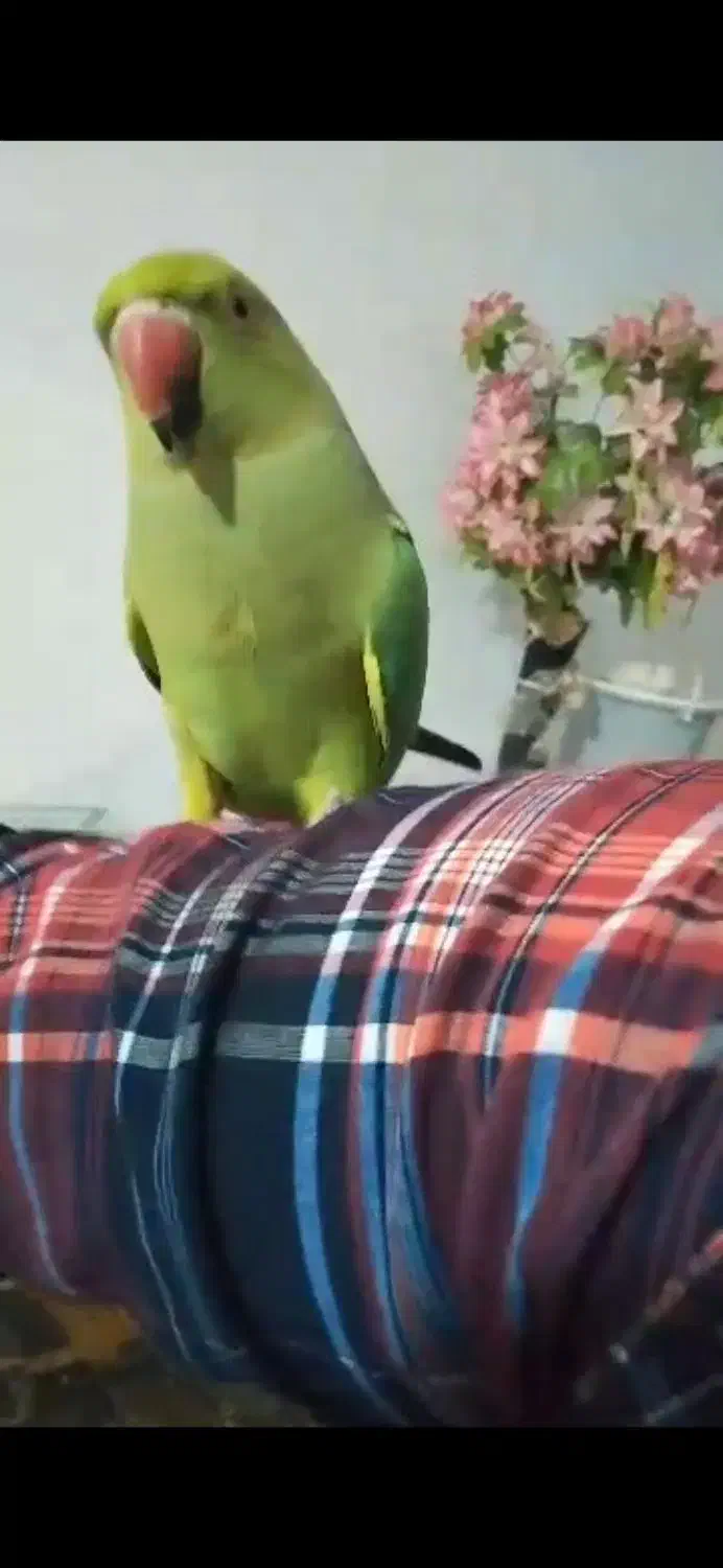 طوطی رام رام دستی|پرنده|عنبرآباد, |دیوار