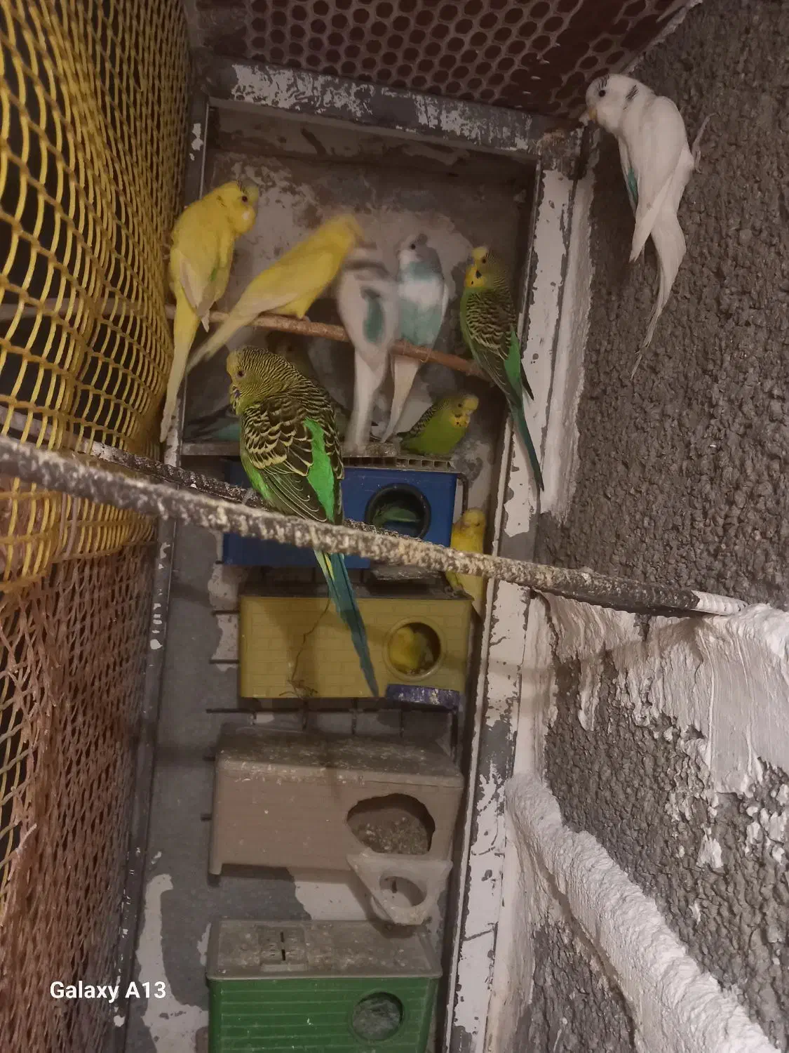 مرغ عشق|پرنده|گناباد, |دیوار