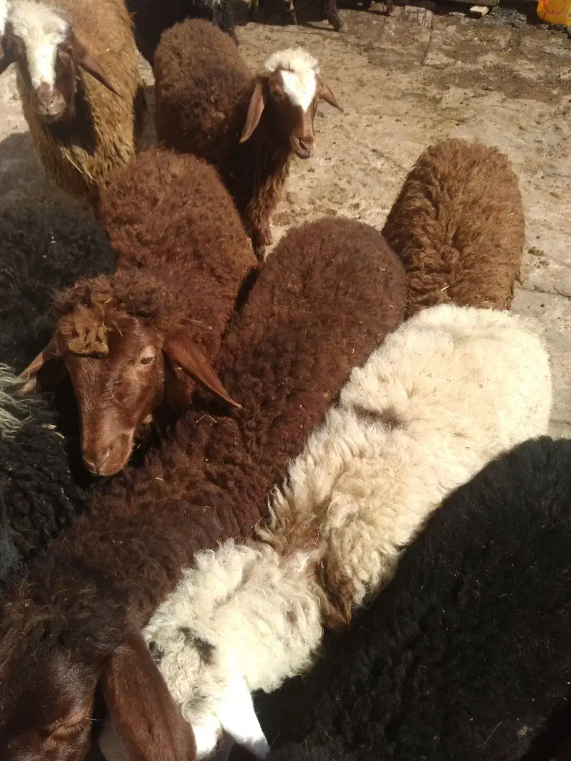 بره|حیوانات مزرعه|نمین, |دیوار