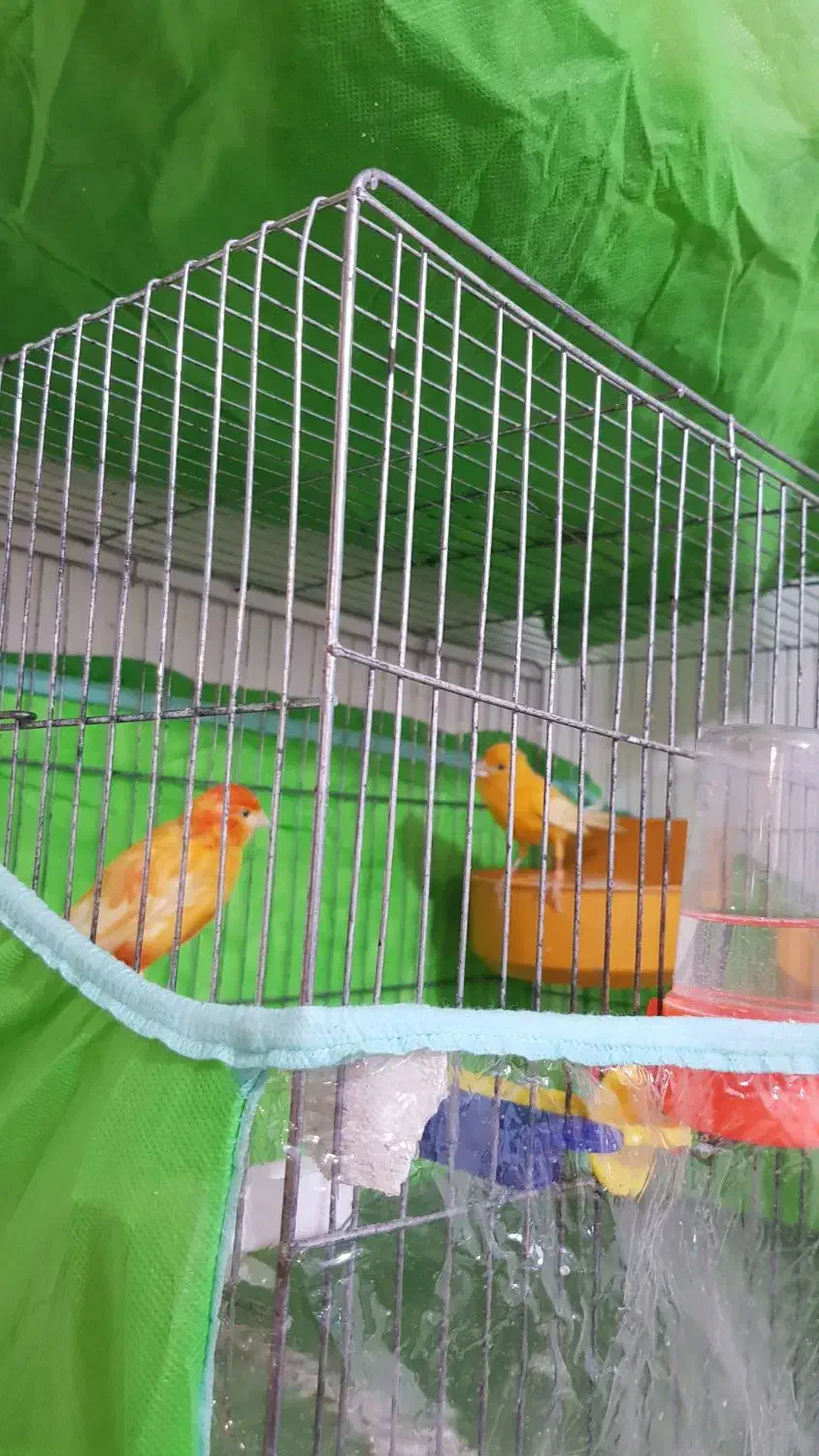 قناری نرو ماده|پرنده|بهبهان, |دیوار