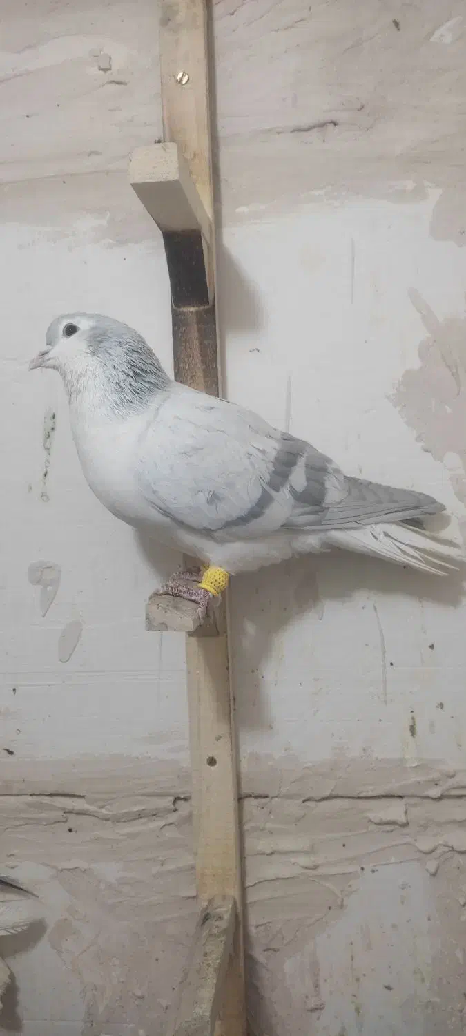 کفتر رنگه بووم|پرنده|مشهد, کوشش|دیوار