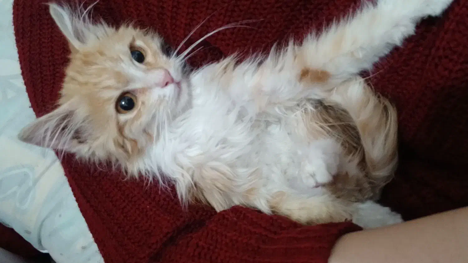 گربه میکس DSH Persian|گربه|بیرجند, |دیوار