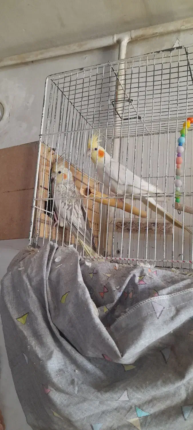 یک جفت عروس هلندی نروماده مولد|پرنده|چهارباغ, |دیوار